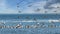 Flock of Canvasback dusks flying and swimming in an icy Chesapeake Bay in Maryland during Winter