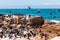 A flock of Cape Cormorant aquatic sea birds taking flight off the coast of Cape Town