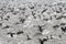Flock of Cape Cormorants
