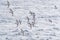 A flock of Cape Petrels (pintados) follows a ship in the Southern Ocean