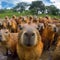 flock of capybaras looking at the camera ai generation