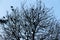 Flock of carrion crows sitting perched in a leafless tree in winter