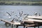 A flock of Caspian gulls Larus cachinnans, young and adults, sit and take off on the pier