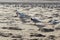 Flock of Caspian Tern Birds