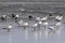 Flock of Caspian terns, Hydroprogne caspia