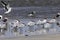 Flock of Caspian terns, Hydroprogne caspia