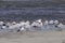 Flock of Caspian terns, Hydroprogne caspia