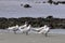 Flock of Caspian terns, Hydroprogne caspia