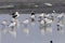 Flock of Caspian terns, Hydroprogne caspia