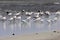 Flock of Caspian terns, Hydroprogne caspia, and West African crested terns, Thalasseus albididorsalis