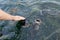 A flock of catfish swims near the surface of the water begging for food. Feeding fish in the park lake