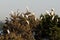 Flock of Cattle Egrets gathering in tree tops