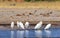 Flock of cattle egrets at the waters edge in Hwange