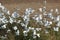 Flock of Catttle Egret