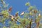 Flock of Cedar waxwing bird Bombycilla cedrorum perch on a tree