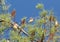 Flock of Cedar waxwing bird Bombycilla cedrorum perch on a tree