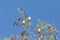 Flock of Cedar waxwing bird Bombycilla cedrorum perch on a tree