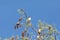 Flock of Cedar waxwing bird Bombycilla cedrorum perch on a tree