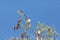 Flock of Cedar waxwing bird Bombycilla cedrorum perch on a tree