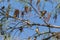 Flock of Cedar waxwing bird Bombycilla cedrorum perch on a tree