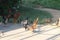 Flock of chickens in front of their owner looks for the feed. Country breed are tasty and healthy for humans