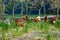 Flock of chickens grazing on the grass