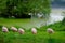 Flock of Chilean Flamingos on the green shores of Fish Pond in the Harewood House Trust area in West Yorkshire