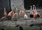 A flock of Chilean flamingos in the zoo.