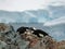 Flock of Chinstrap Penguins resting