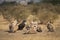 Flock of cinereous Himalayan and Eurasian griffon vulture gyps fulvus or Gyps himalayens or Aegypius monachus basking sun in