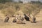 Flock of cinereous, Himalayan and Eurasian griffon vulture gyps fulvus or Gyps himalayensis or Aegypius monachus basking in sun at