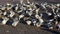 A flock of city doves, eating seeds, on the pavement.