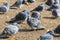 Flock of city pigeons resting on the ground