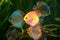 Flock of colorful Discus