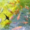 A flock of colorful floating fish in a pond. Lots of trout in wild lake. Nature background. Clean environment concept. Carp of koi