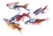 a flock of colorful small fish watercolor illustration