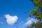 Flock of common boat-tailed grackle flying through a mangrove forest on a cloudy day