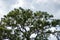 Flock of common boat-tailed grackle perched in slash pine tree on cloudy afternoon