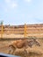 flock of Common Eland or Southern Eland or brown Eland gazelle in an open enclosure at the zoo