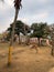 flock of Common Eland or Southern Eland or brown Eland gazelle in an open enclosure at the zoo