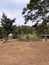 flock of Common Eland or Southern Eland or brown Eland gazelle in an open enclosure at the zoo