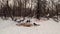 A flock of common magpies eats animal remains in the snow