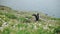 A Flock Of Common Puffins On The Cliff Full Of Wildflowers Beside The Sea In Skomer Island. -wide s