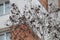 Flock of common redpolls Acanthis flammea feeding on birch in winter, Belarus