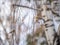 A flock of common redpolls, lat. Acanthis flammea, feeding on birch in winter