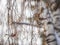 A flock of common redpolls, lat. Acanthis flammea, feeding on birch in winter