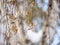 A flock of common redpolls, lat. Acanthis flammea, feeding on birch in winter