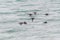 A flock of Common Scoter, Melanitta nigra duck in flight low over the sea.