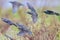 A flock of common starling birds Sturnus vulgaris migration in flight