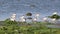 Flock of Common Terns